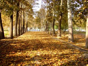 بوستان