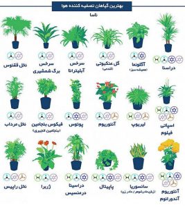 گیاهان تصفیه کننده آلودگی هوا